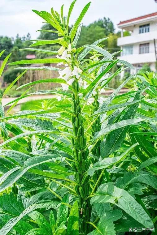 实时股票配资平台 华芝白钻芝麻亩产 600 斤是真的吗？科学解析与高产种植指南